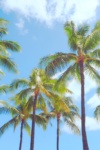 ハワイヤシの木